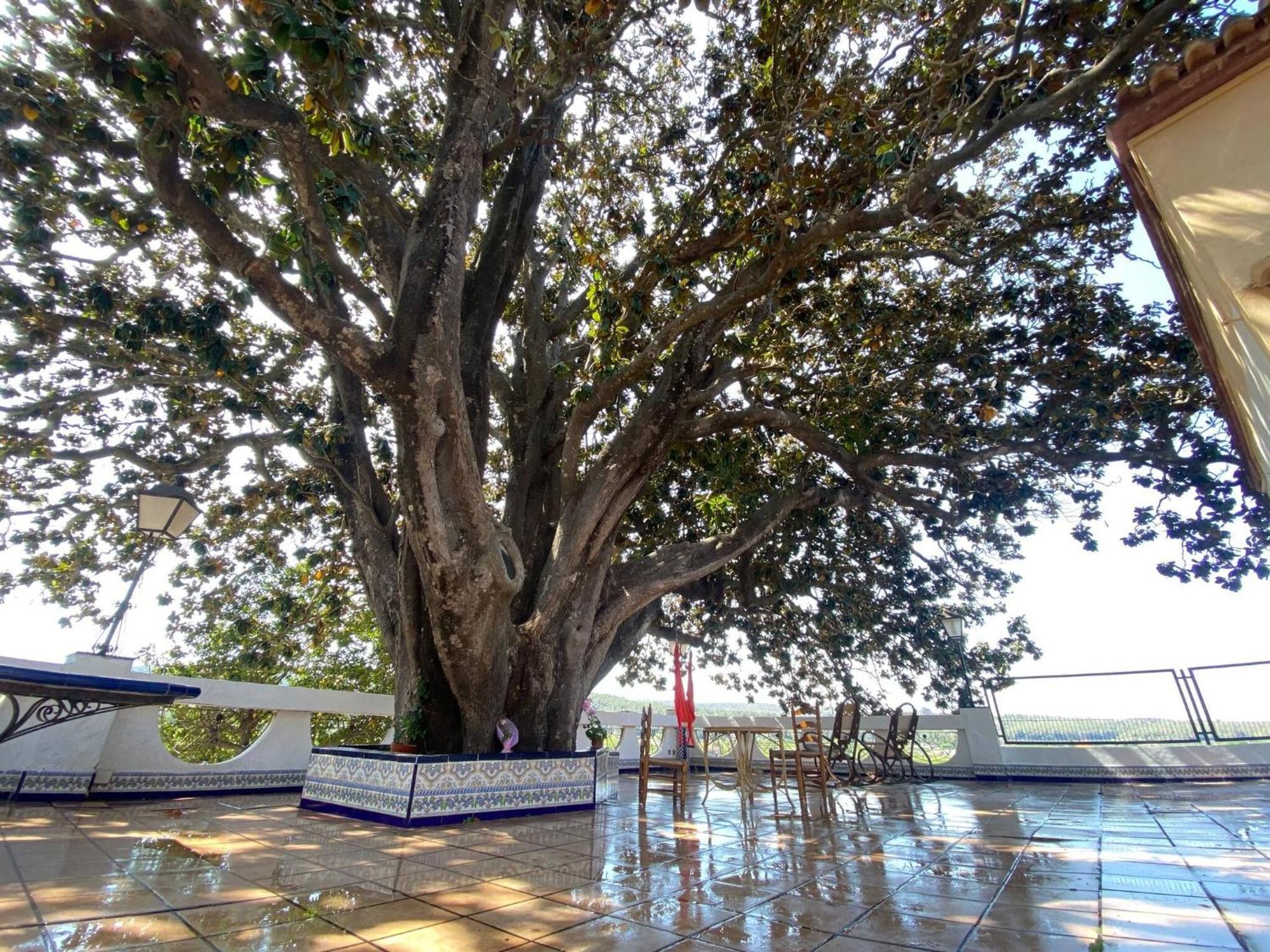 אלזירה Casa Magnolia, A Rural Paradise House With Pool מראה חיצוני תמונה